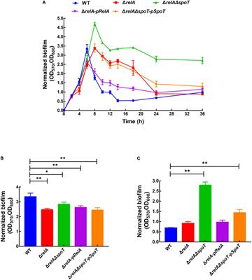 Two (p)ppGpp Synthetase Genes, relA and spoT, Are Involved in Regulating Cell Motility, Exopolysaccharides Production, and Biofilm Formation of Vibrio alginolyticus